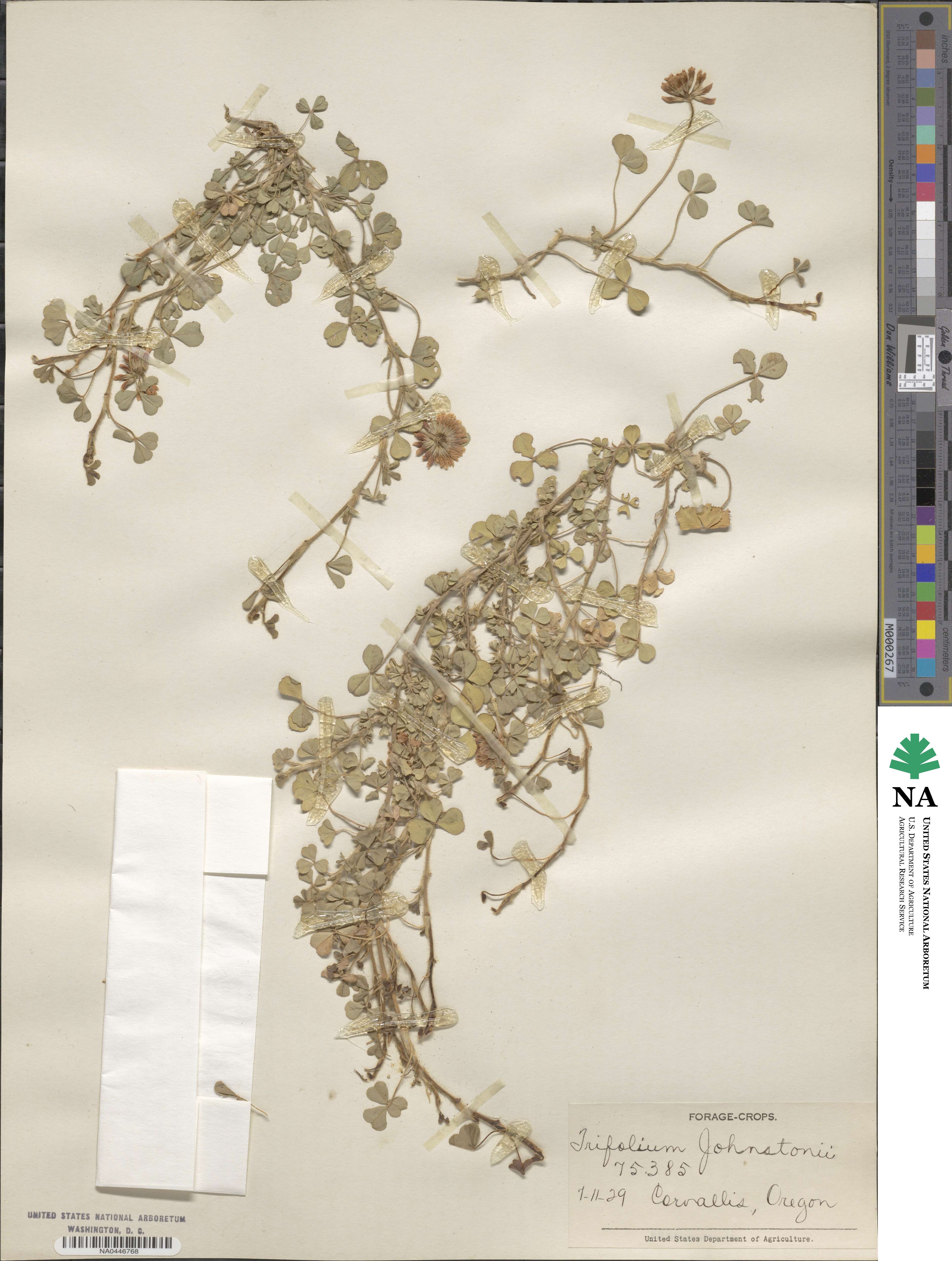 Trifolium burchellianum subsp. johnstonii image