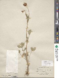 Trifolium kingii image