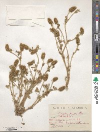 Trifolium lagopus image