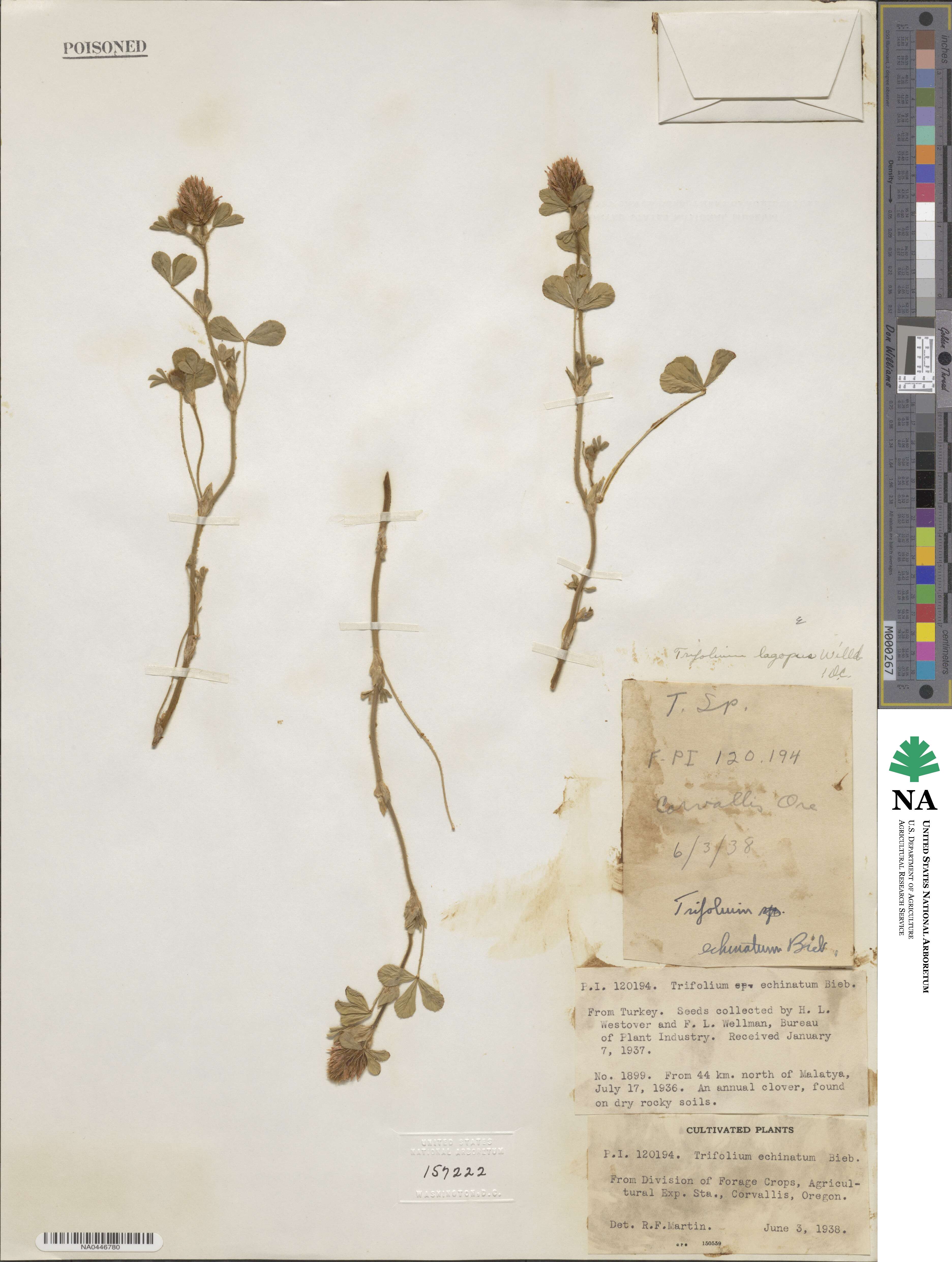 Trifolium lagopus image