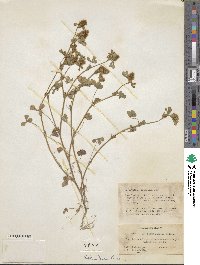 Trifolium lagopus image