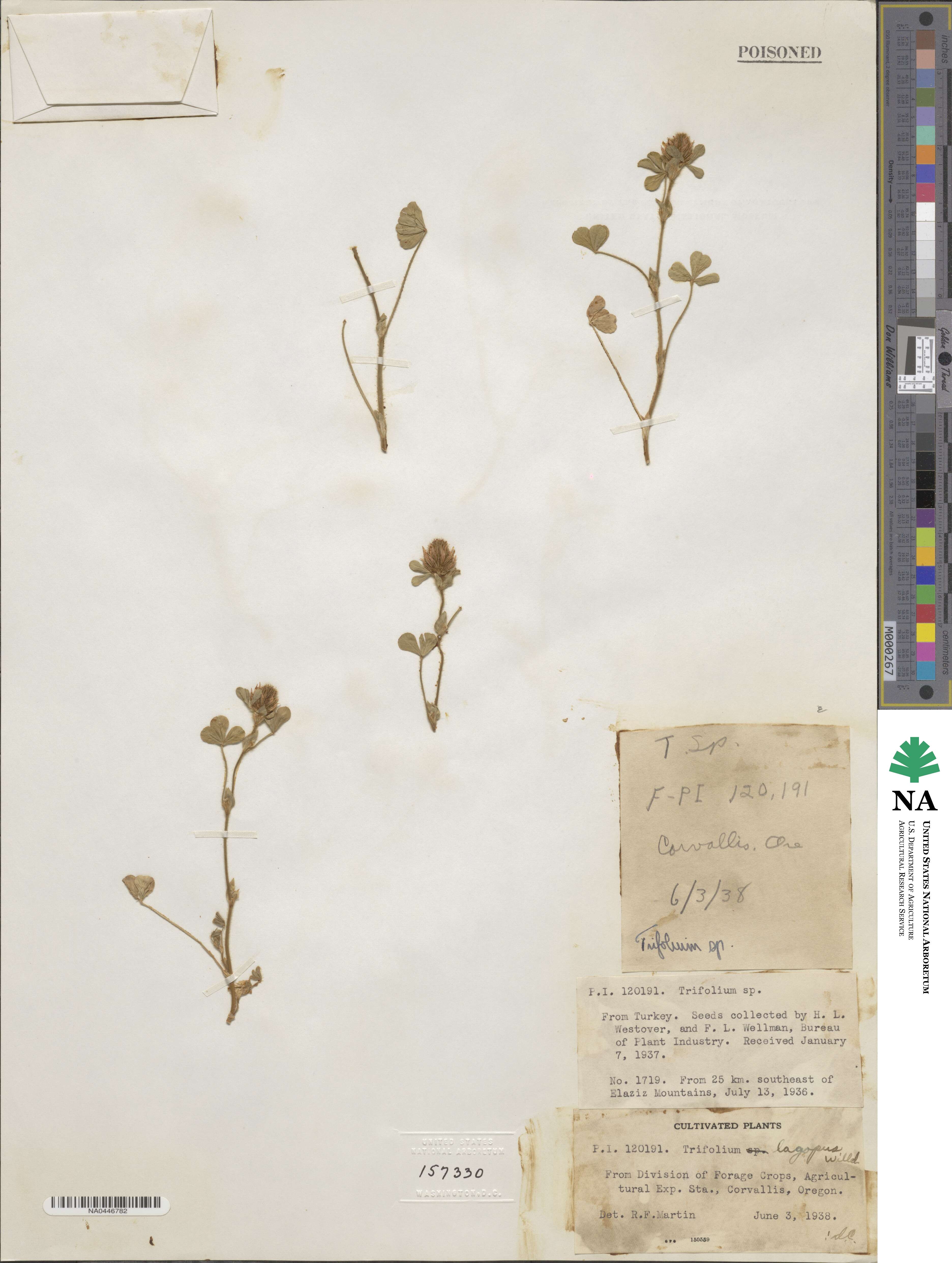 Trifolium lagopus image