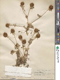 Trifolium campestre image