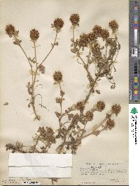 Trifolium campestre image