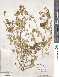 Trifolium lappaceum image