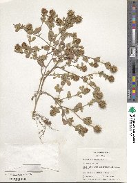 Trifolium lappaceum image