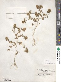 Trifolium lappaceum image