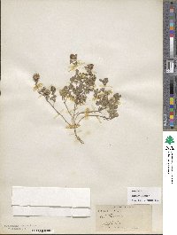 Trifolium lappaceum image