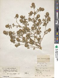 Trifolium lappaceum image