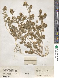 Trifolium lappaceum image