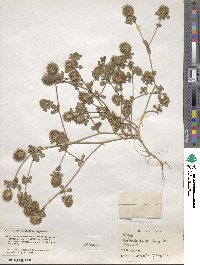 Trifolium lappaceum image