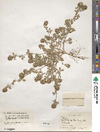 Trifolium lappaceum image