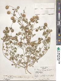 Trifolium lappaceum image