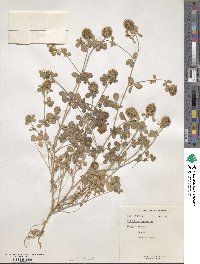 Trifolium lappaceum image