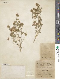 Trifolium lappaceum image