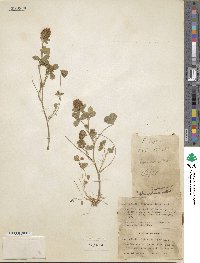 Trifolium lappaceum image