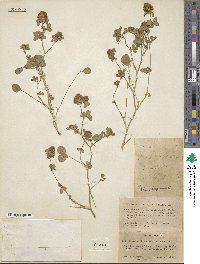 Trifolium lappaceum image