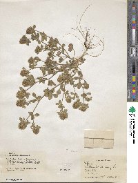 Trifolium lappaceum image