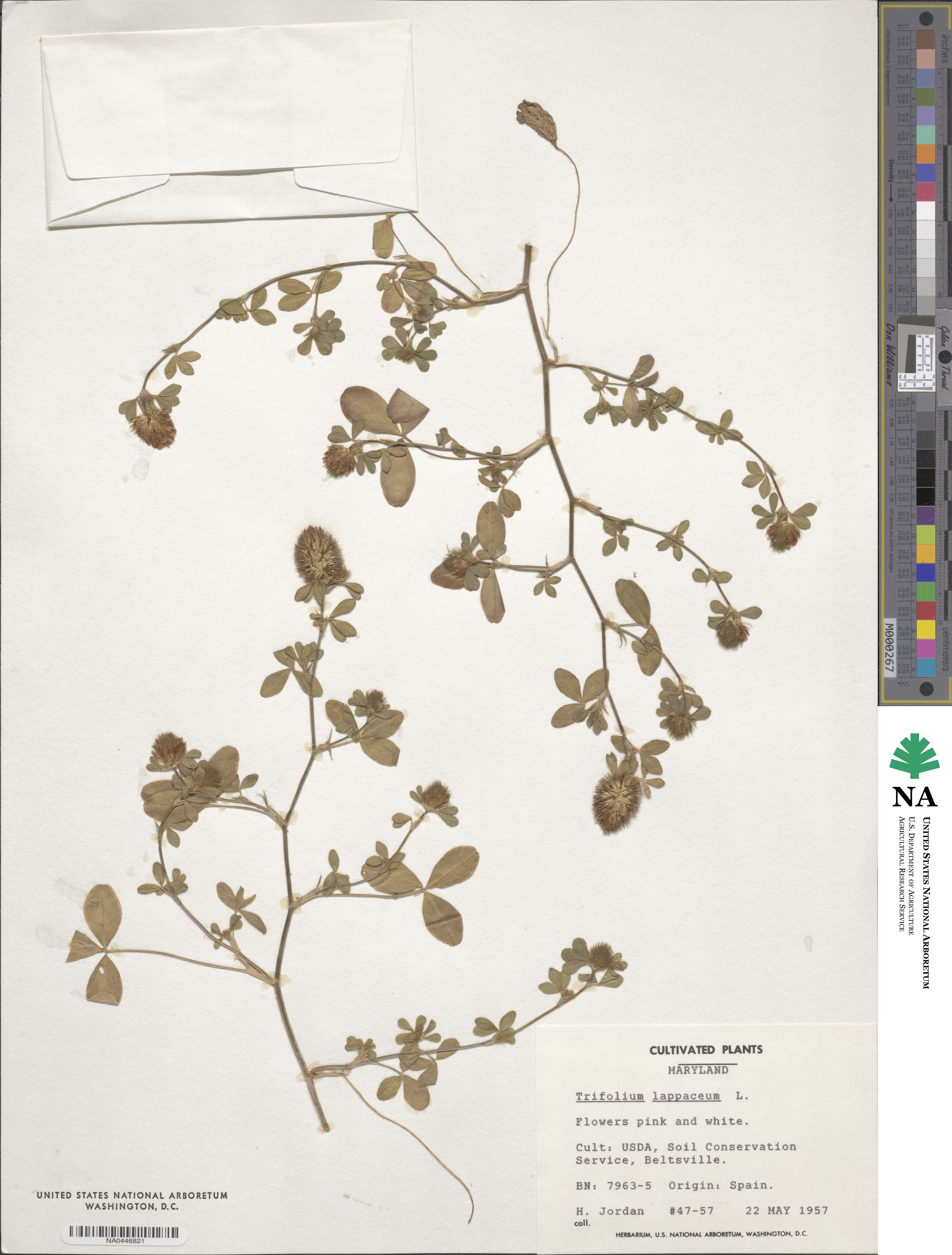 Trifolium lappaceum image