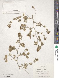 Trifolium lappaceum image