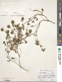 Trifolium lappaceum image