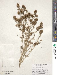 Trifolium lappaceum image