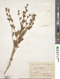 Trifolium lappaceum image