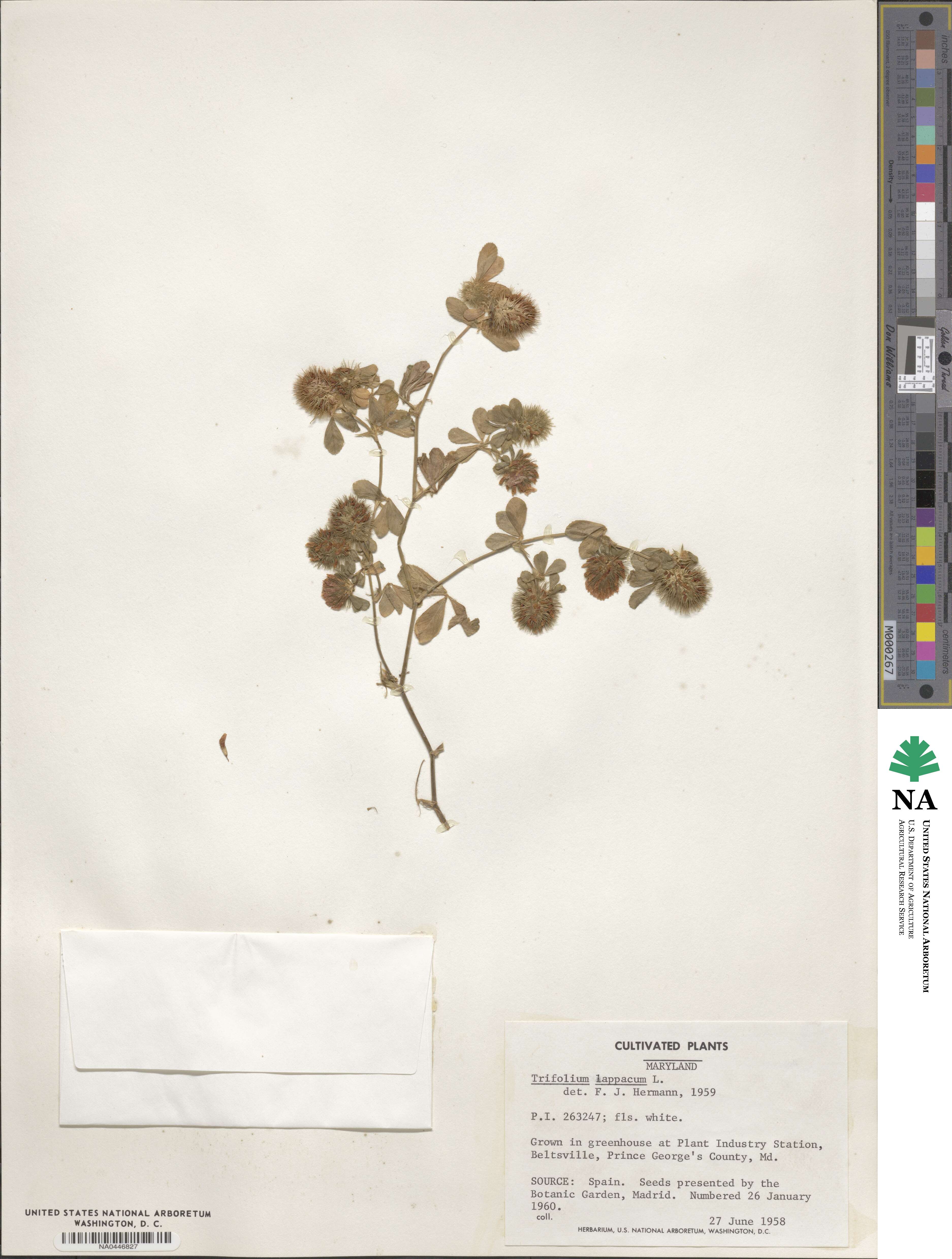 Trifolium lappaceum image