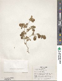 Trifolium lappaceum image