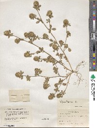 Trifolium lappaceum image