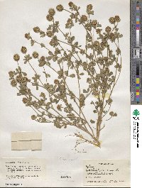 Trifolium lappaceum image