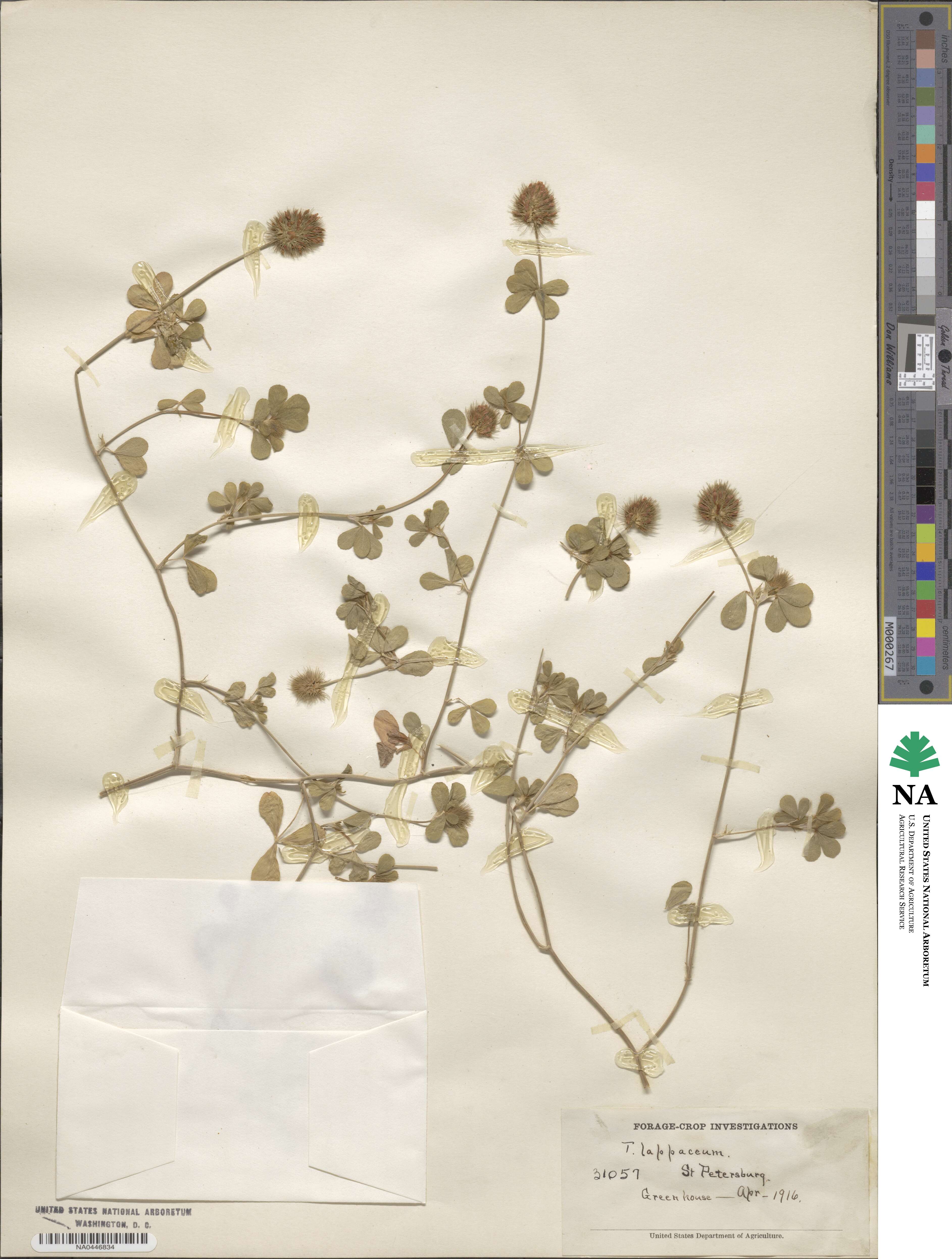 Trifolium lappaceum image