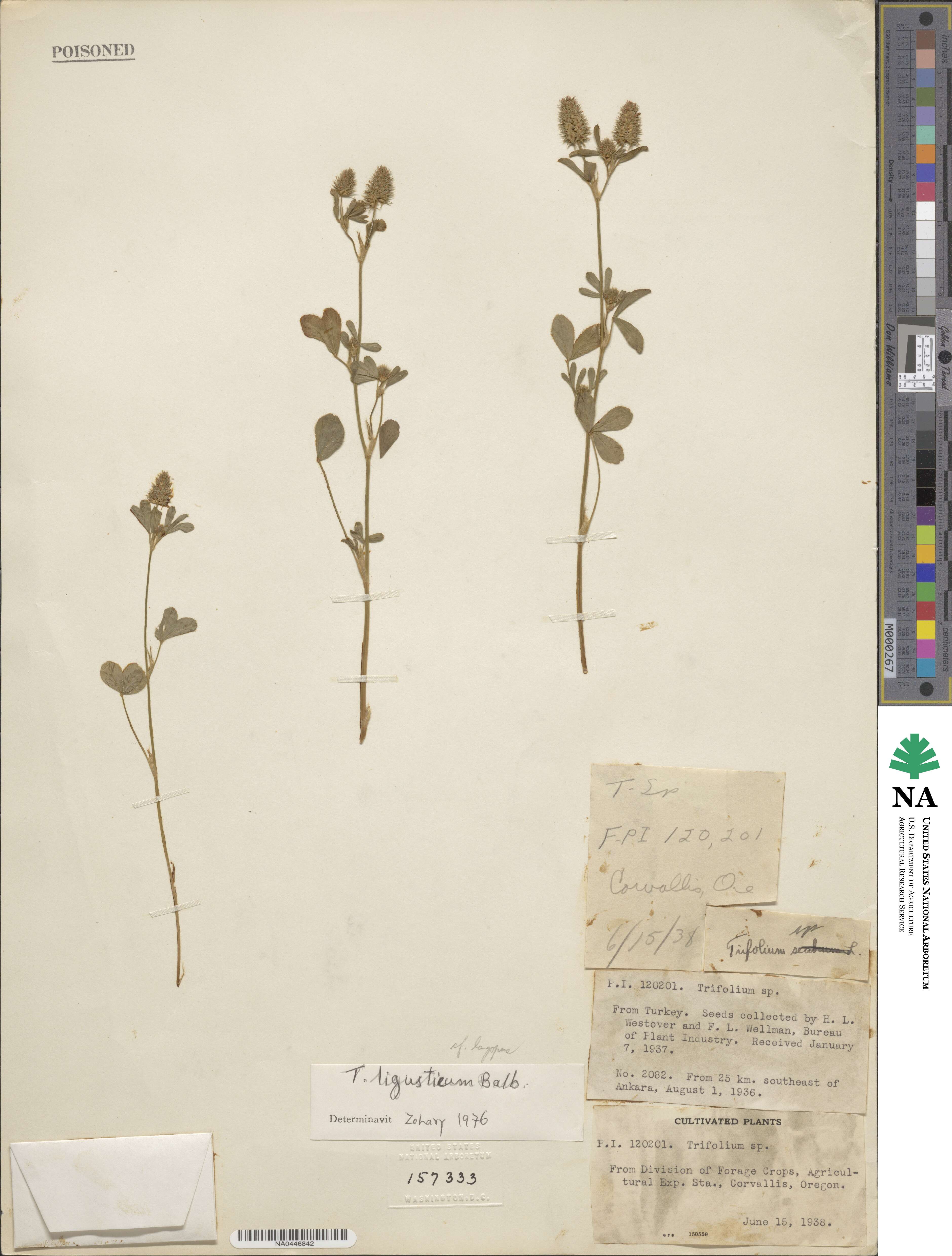 Trifolium ligusticum image