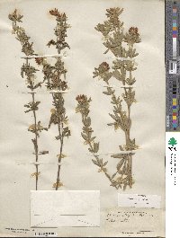 Trifolium lupinaster image