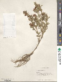 Trifolium lupinaster image