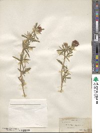 Trifolium lupinaster image