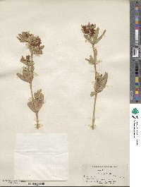 Trifolium lupinaster image