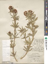 Trifolium lupinaster image