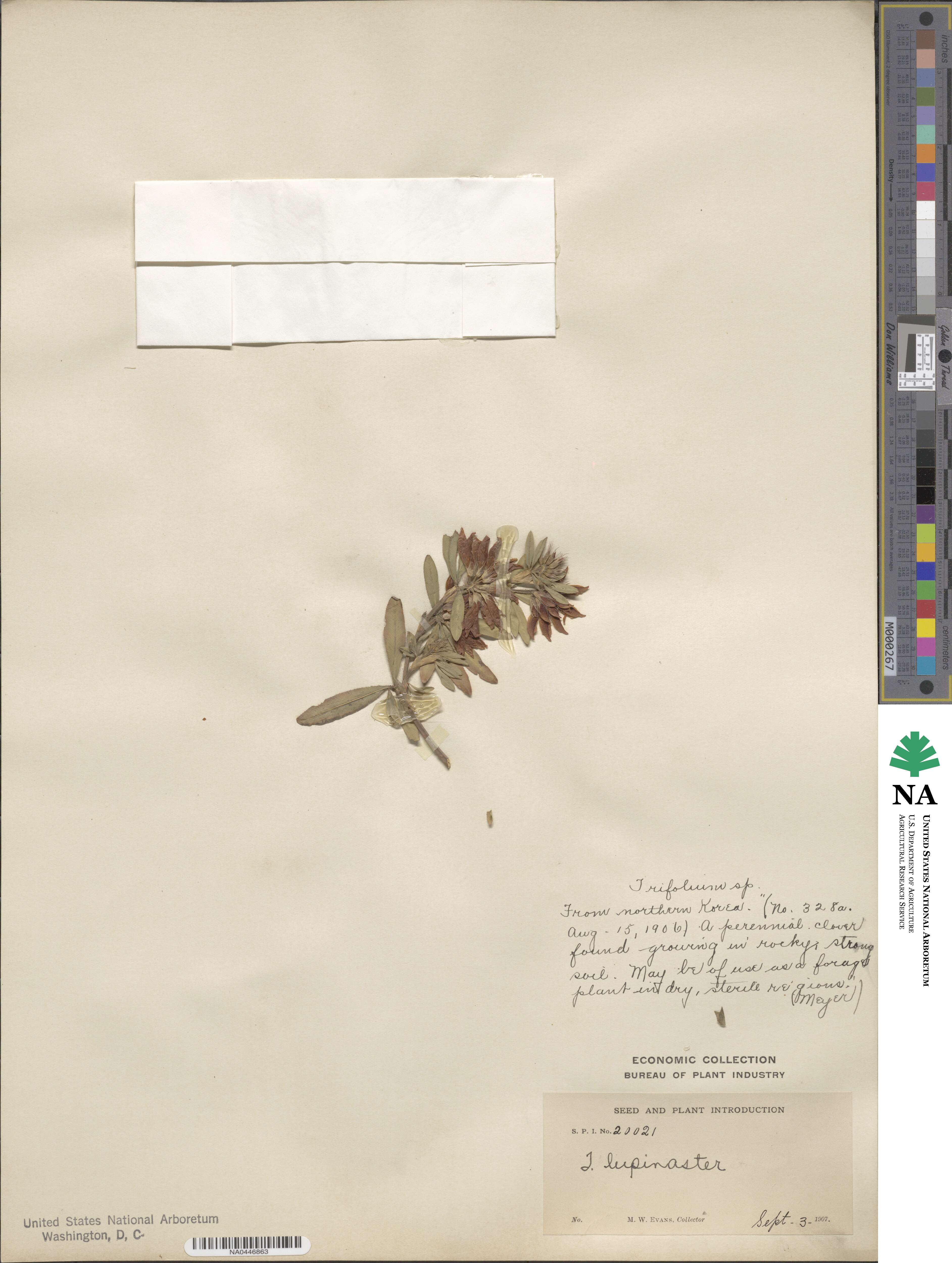 Trifolium lupinaster image