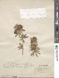 Trifolium lupinaster image