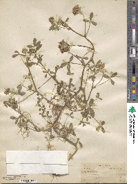 Trifolium obtusiflorum image