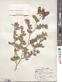 Trifolium medium image