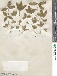 Trifolium medium image