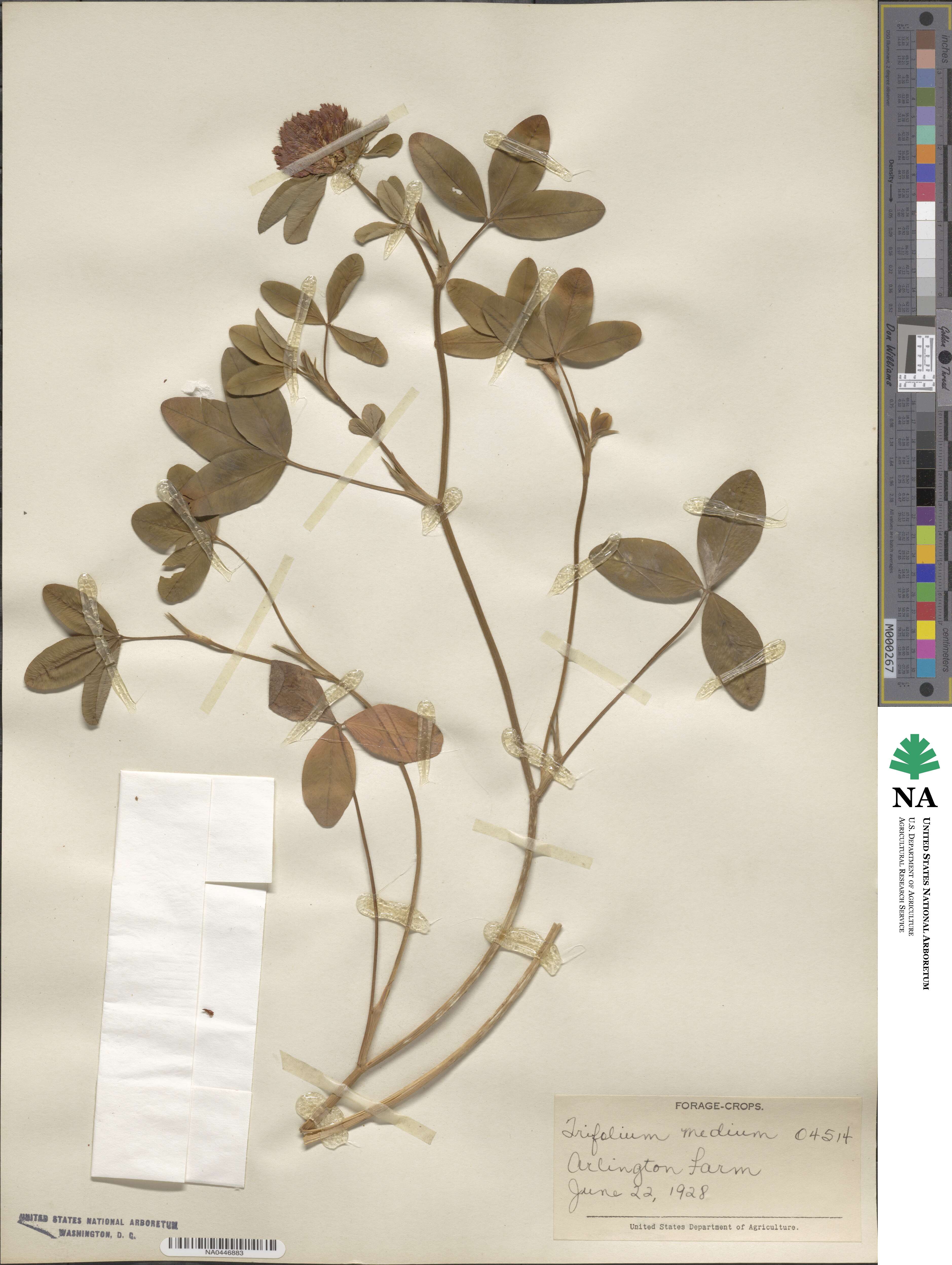 Trifolium medium image