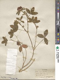 Trifolium medium image