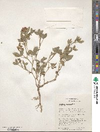 Trifolium medium image