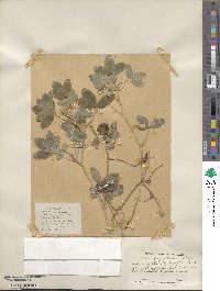 Trifolium medium image