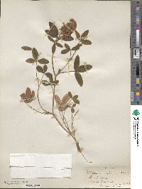 Trifolium medium image