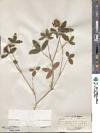 Trifolium medium image