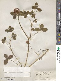 Trifolium medium image